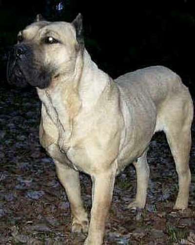ELDORA DE TAMARAN BULL (IDUMA)