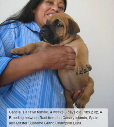 BRAVO KENNEL’S CANELLA