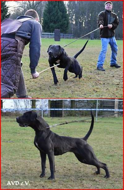 J7'S LOTTE (IMPORT DE LA ARENA)