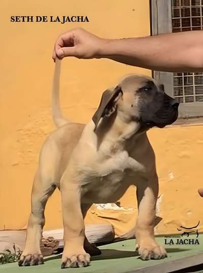SETH DE LA JACHA