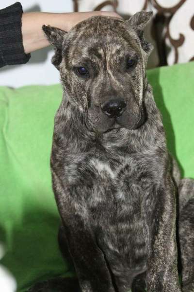 CANARIO DE LOS TRACIOS