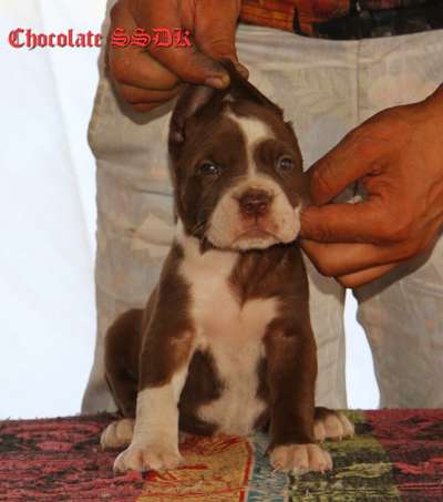 CHOCOLLATE OF SEVEN SHARKY DINASTY KENNEL