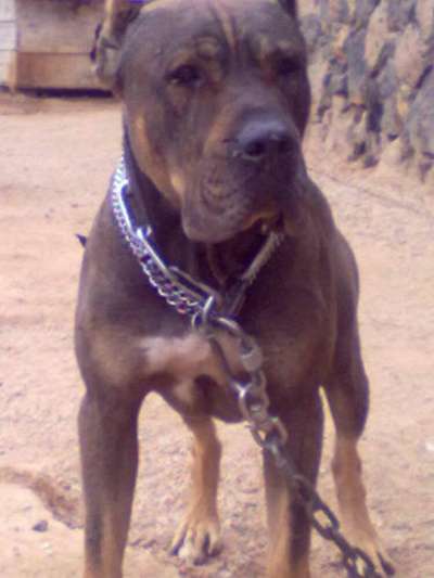 ROCO DE PERRO DE LA TIERRA