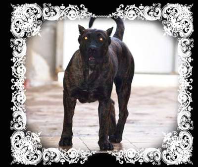 FADIA NUESTRA SANGRE