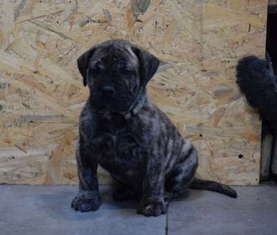 THORGAL SIN CORTE