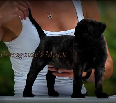 PRESAGAUTE'S MUNK
