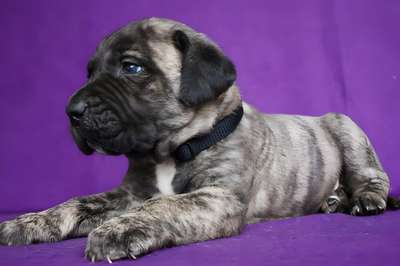 BOSS BULL CANARIO ROCK