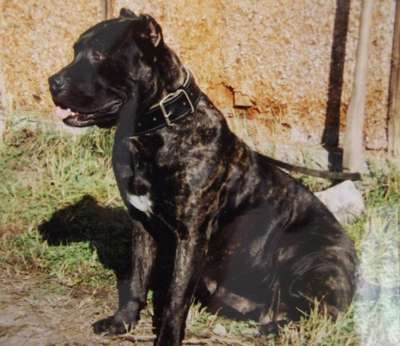 BURMA LEX REGNUM