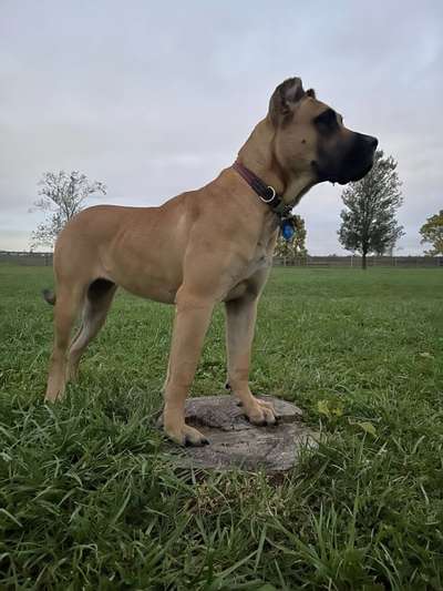 WILLOW OF THUNDER RIDGE