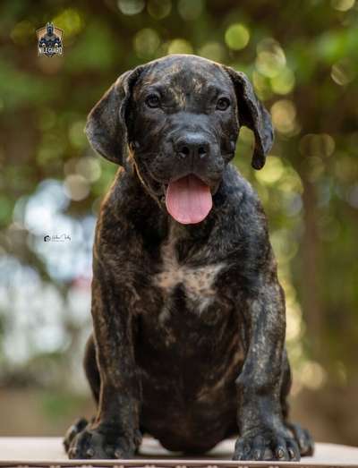 ELINA NILE GAURD KENNEL