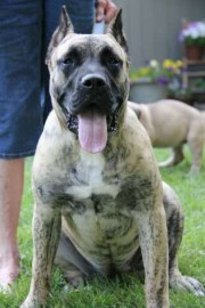 CANARIAN BULL'S ASPEN