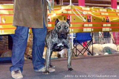 TROYA DE CRISDOCO