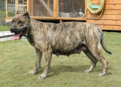 SONIA DOG PUR