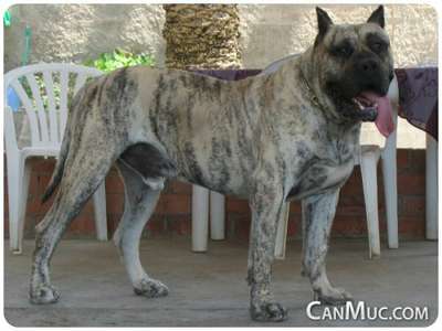 LLOP DE CANMUC