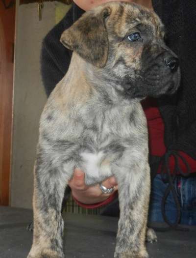 HURCAN EL DOGO DEL PARAISO DEL CANARIO