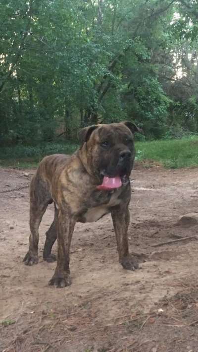 WRIGHTS KENNEL NOLAN