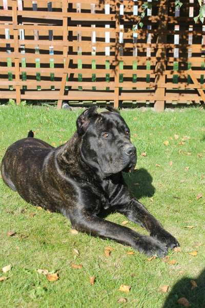 MAX DE MOZACAN BULL (TANK)