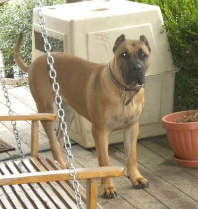 QUATRO BELLA DE CONCRETE KENNEL