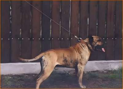 MAX VALIDUS