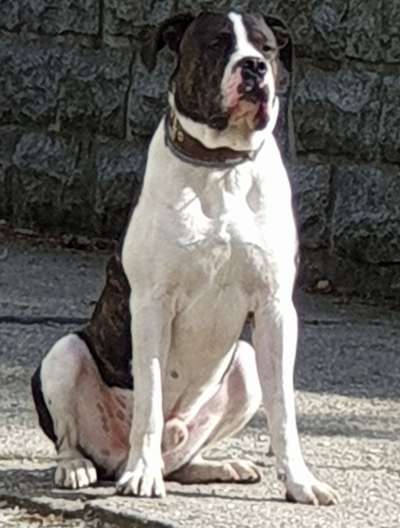 MAXIMUS DE LA LEGION (2019)