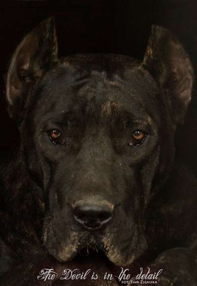 LA LOLA DE REY GLADIADOR