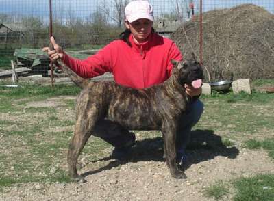 BELLA DE MOZACAN BULL