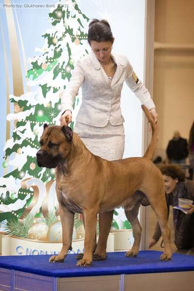 UKRASHENIE MOSCOVII IZ MIRA ANTALLIS