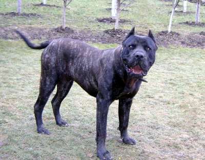 DRAGO DE TARGOVISTE