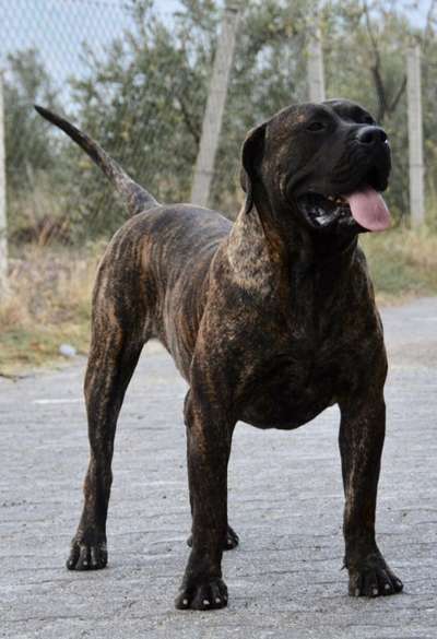 SPARTACUS