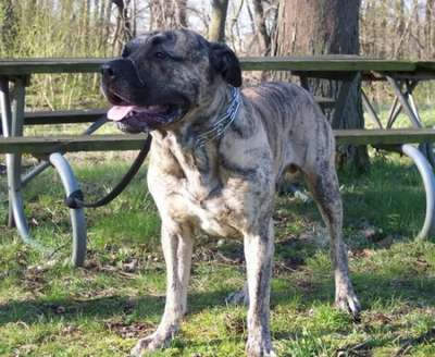 ORSON DE LEXA ESTATE GUARDIAN
