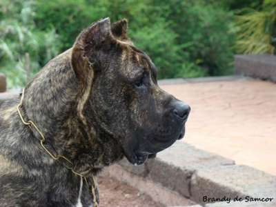 BRANDY DE SAMCOR