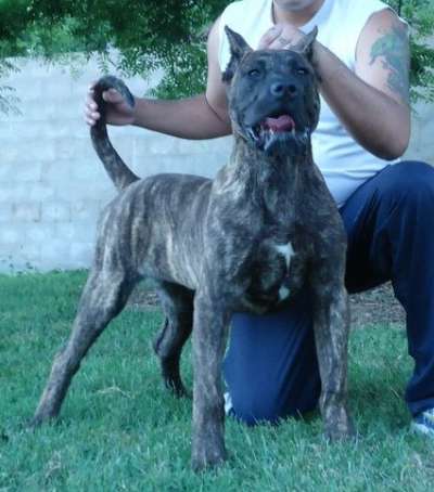 CHISPA DE BARNACAN BULL