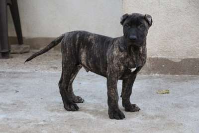 JAGUAR ARDOR BULL