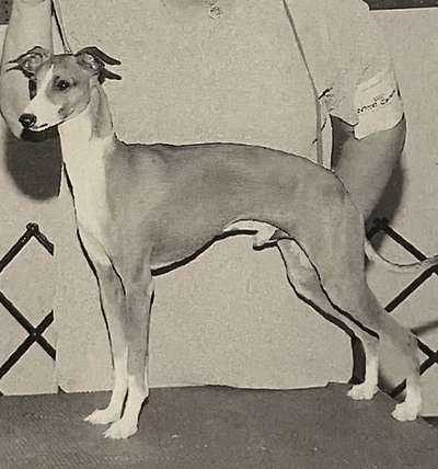 Amore's Dazzling Don D'Marco