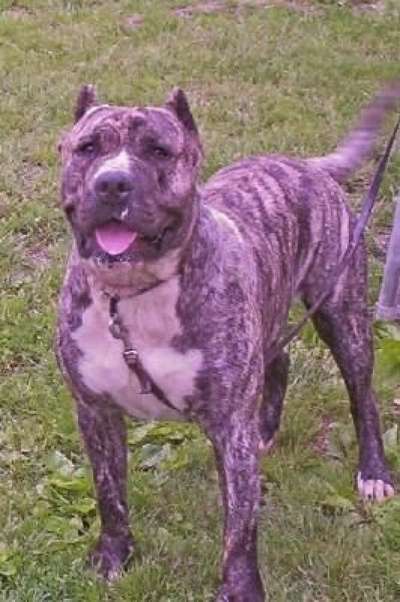 GUARDIAN ANGEL DIESEL