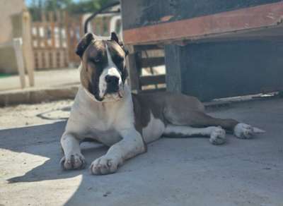 E-RENIRA OF SEVEN SHARKY DINASTY KENNEL