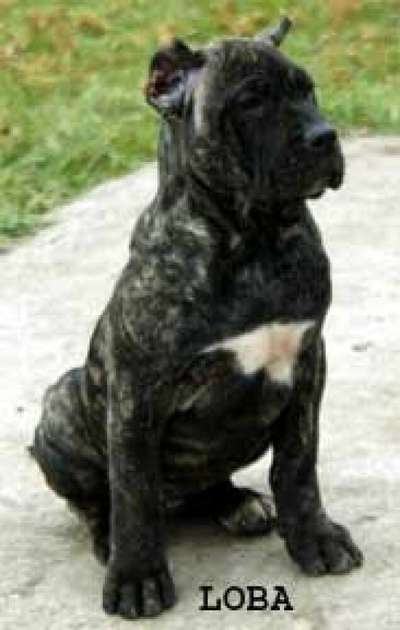 RED STAR LOBA
