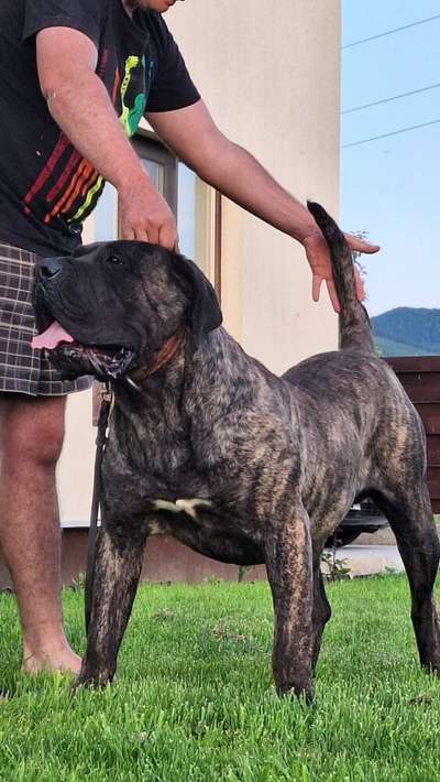 OSCAR ATERRADOR KENNEL