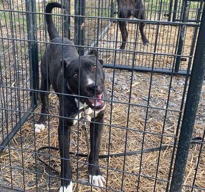ISIS DE SEVERN KENNELS