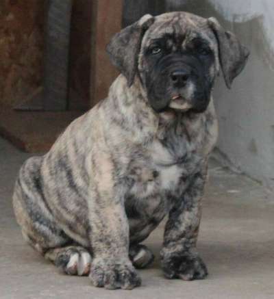 YEMON BULLSARA DEL PEMBA (LOKI)