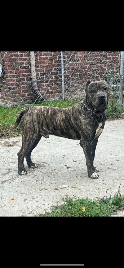 ONLY THE FAMILY KENNELS HUNCHO