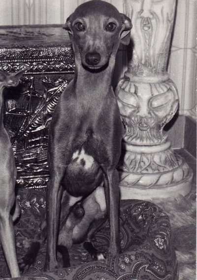 Inca De La Roche Hue