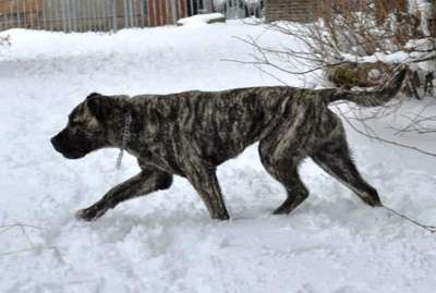 SPEEDY DE PHOENIX BULL