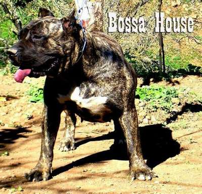 ROCK DE BOSSAHOUSE