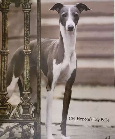 Honores Lily-Belle