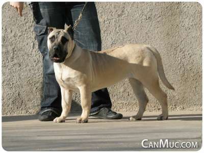 FADA DE CANMUC