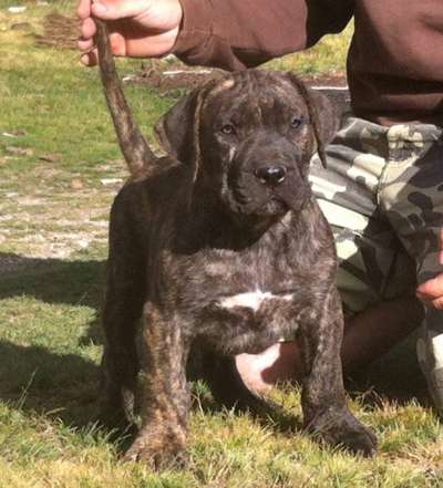 KOMBAT81 PERRO DE PRESA BECERRIL