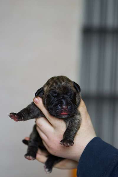 SEYLAH DEL V’CANBULL