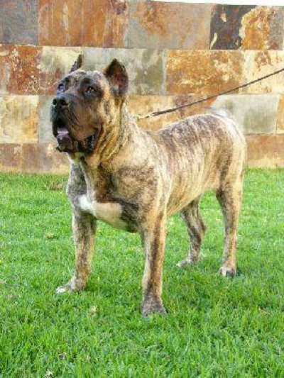 MAZUOCA DE FENCING DOG