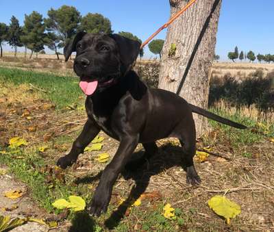 DAKOTA DE KING ZULU